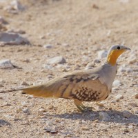 Spotted Sandgrouse